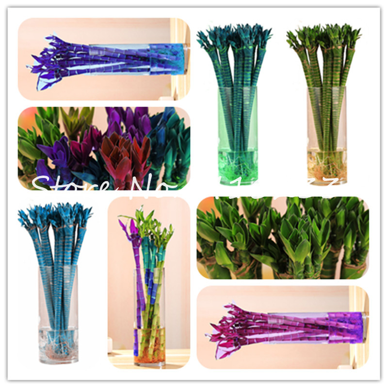 

Big Promotion ! 50 Pcs Fresh Indoor Lucky Bamboo Bonsai plant seeds House Good Luck Bamboo Pot 100% True Potted Plant Tree For Home Garden