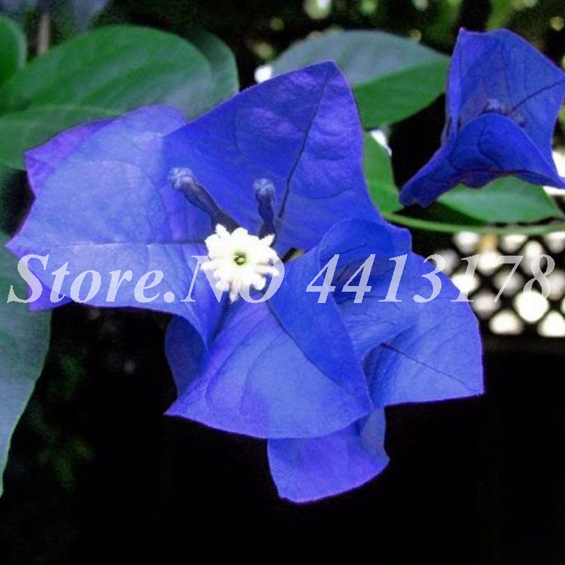 

Balcony Blue Bougainvillea Outdoor Netherlands Blooming Spectabilis Willd Flower Plant for Flower Pot Planters 50 pcs/ bag