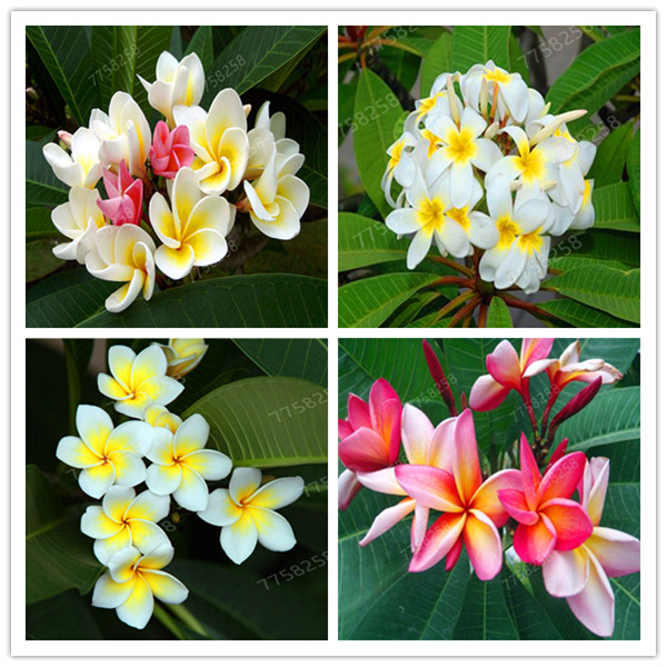 

Bonsai 200 Pcs / Bag Seeds Plumeria Potted Frangipani Hawaiian Lei Flower Rare Exotic EggFlower Perfect Color Diy Home Garden Planting