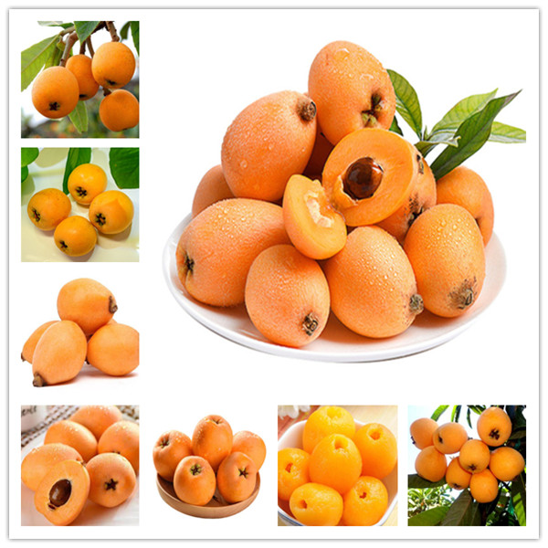

5 Pcs Loquat Fruit Tree Eriobotrya Japonica Bush Tucker Chinese Bonsai Tree Eriobotrya Japonica Sweet Taste Nutrition