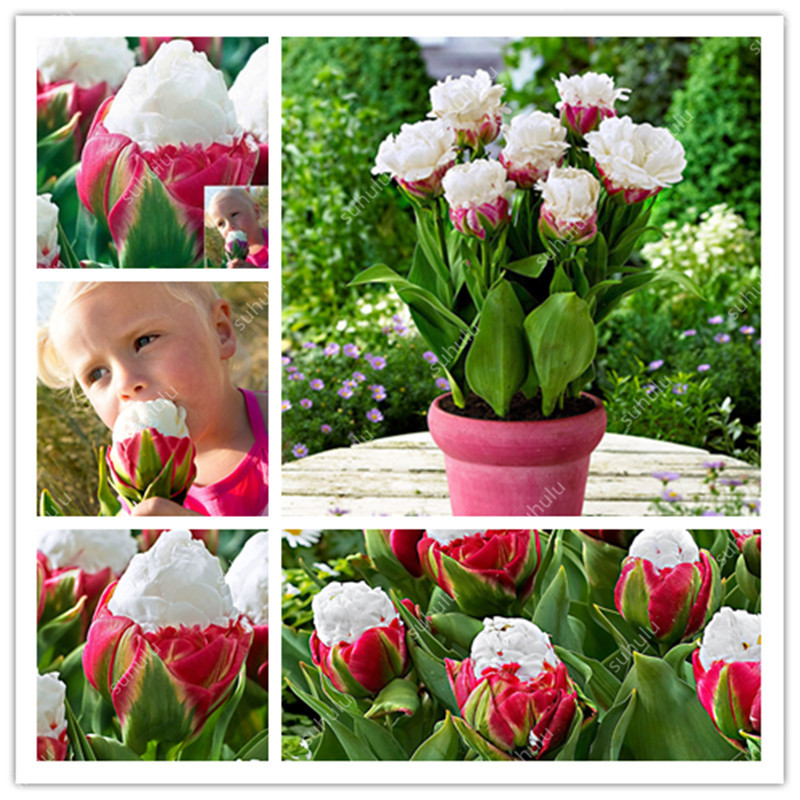 

100 Pcs High Quatity Flower Rare Ice Cream Tulip Bonsai seeds Colorful Plants Not Flower Bulbs,Bonsai Balcony Flower for Home Planting