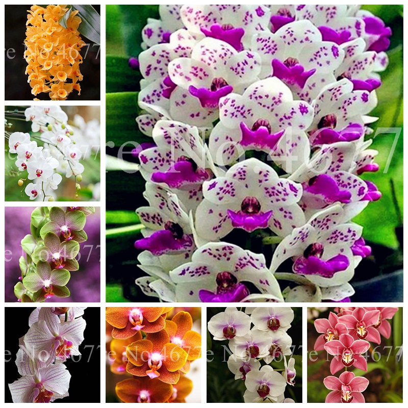 

200 pcs/ bag Seeds Bonsai Cymbidium Floribundum Orchid Plant Outdoor Natural Growth Potted Flower Planta For Home Garden Flower Pot