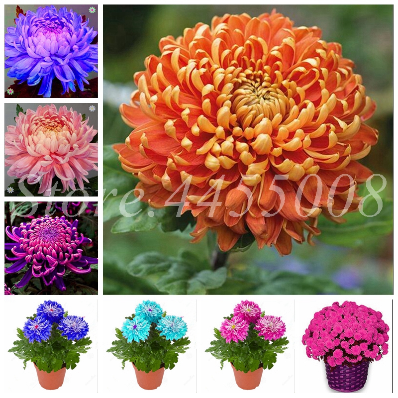 

Promotion! 500 Pcs/Lot Seeds Mixed Chrysanthemum Bonsai Balcony Flower Family Potted Plants Diy Home & Garden for Flower Pot Planters
