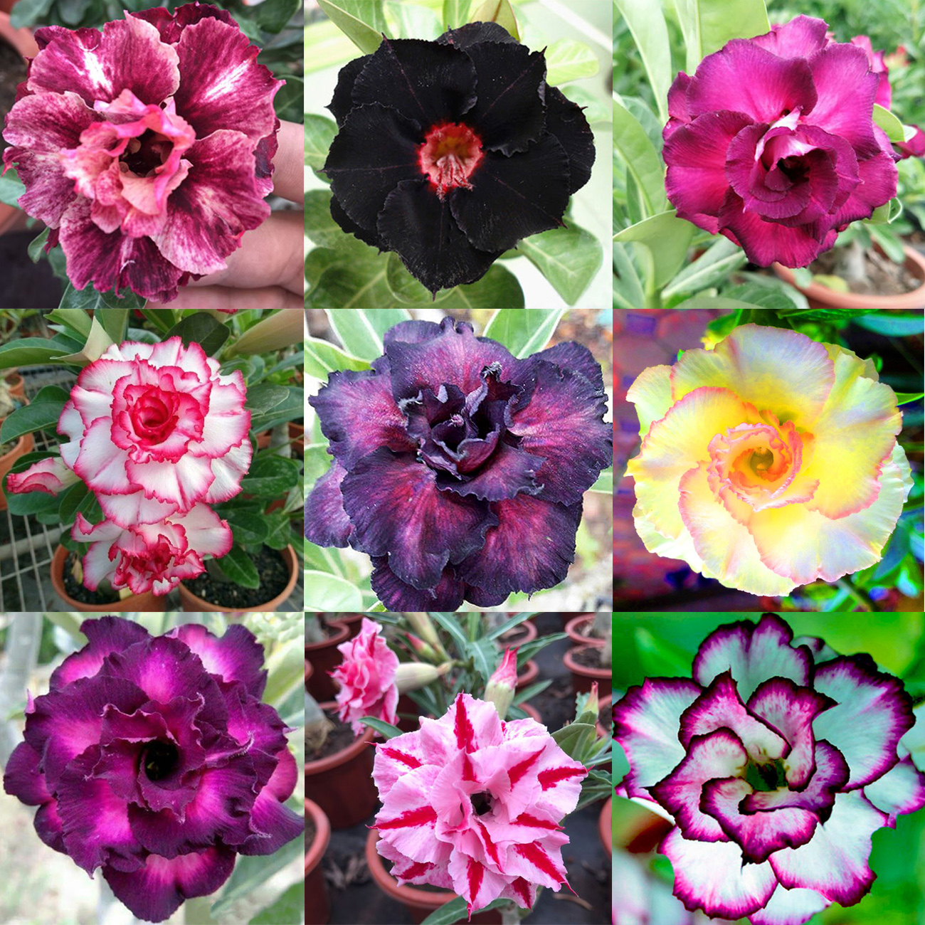 

10 PCS, 9 Colors Adenium Obesum Mixed Seeds, Double Desert Rose Flower Bonsai Pot Plant Perennial DIY HOME DECOR