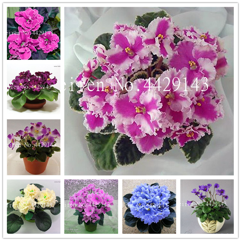 

Big Sale! 200 Pcs/lot Seeds Indoor Bonsai Violet flower Garden Plants Violet Flowers Perennial Herb Matthiola Incana Flor Bonsai