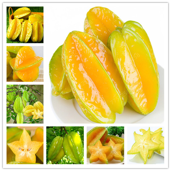 

Organic 50 Pcs/ bag Imported Carambola Bonsais Star Fruit Tree Shrub Fruit Edible Starfruit for Home Garden Flower Bonsai