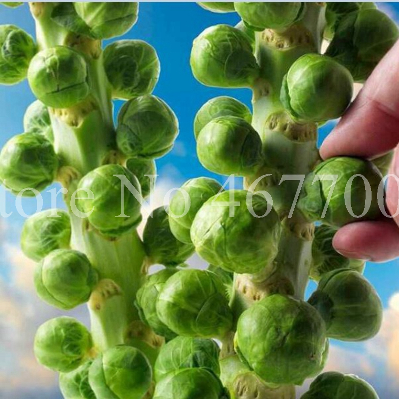 

Sales! 200 pcs/ bag Seeds Purple Thousand-Headed Cabbage Bonsai Brussels Sprouts Delicious Juicy Non-GMO Vegetable Garden Food Plant
