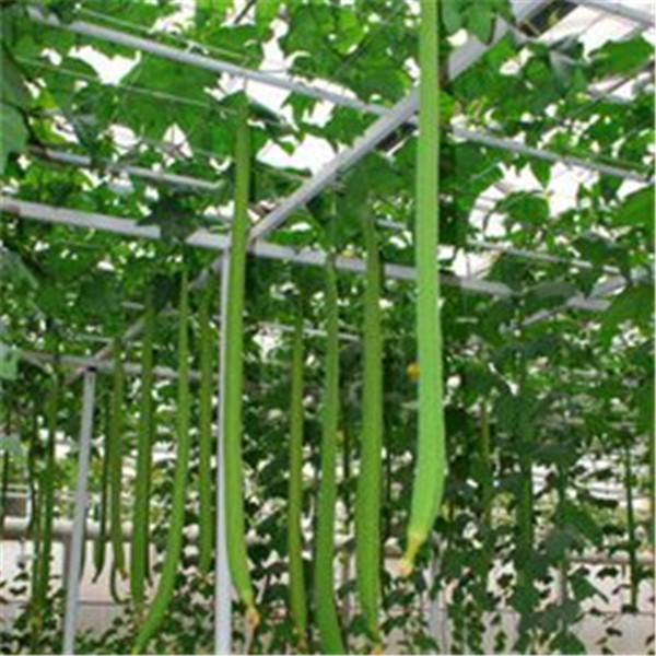 10pcs-Loofah-Luffa-cylindrica-angular-towel-gourd-long-luffa-organic-vegetable-for-home-garden-plants-Easy (2)