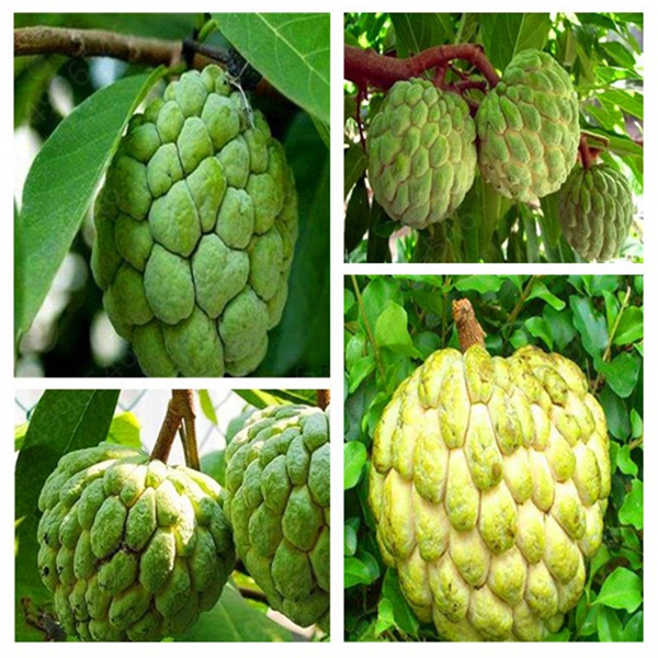 

5 Pcs/Bag Graviola Annona Muricata Exotic Bonsai Sweetsop Bonsai Tropical Fruit Bonsai Nutritious Green Fruit Home Garden Plant