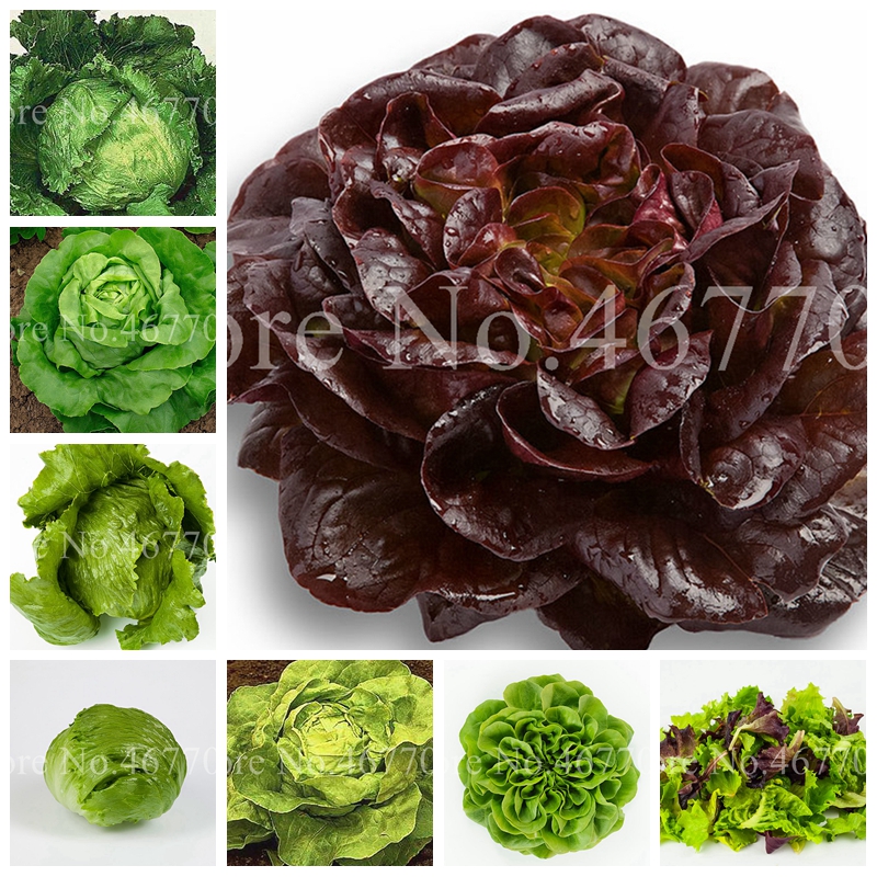 

200 Pcs/ Bag Seeds Bonsai Cream Lettuce Balcony Garden Crisp Lose Weight So Delicious Vegetable Green Food Diy Home Garden Plants