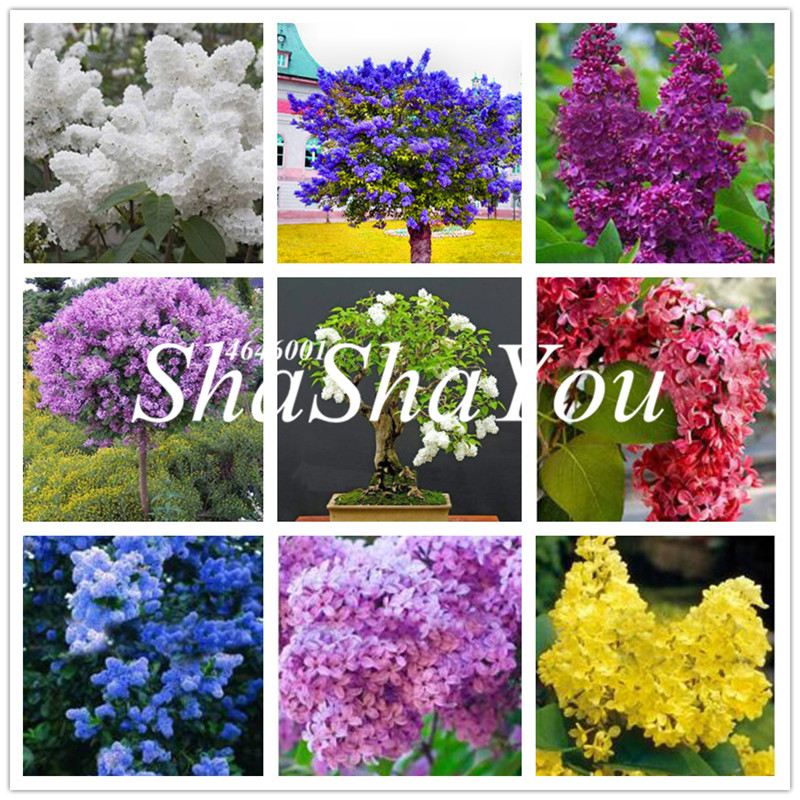 

100 Pcs Syringa Linn Seeds Bonsai Beautiful Japanese Bonsai Potted Extremely Fragrant Lilac Flower Bonsai DIY Home Garden Potted plant