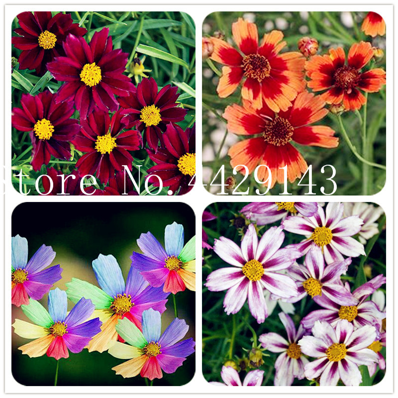 

2020 New Seeds Amazing Rainbow Coreopsis Flower Bonsai, 200 pcs Rare Cosmos Chrysanthemum Home Garden Flowers Beautiful Your Garden