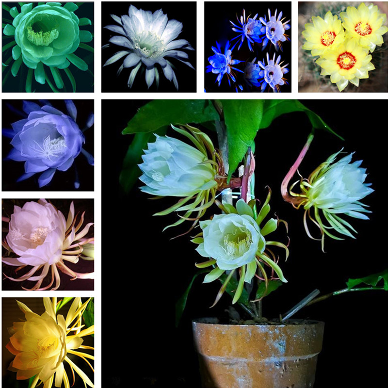 

New Arrival 2019! 100 PCS Epiphyllum Flower Seeds Bonsai Rare Orchid Cactus Seeds Home Garden Decoration Plant Easy to Grow Free Shipping