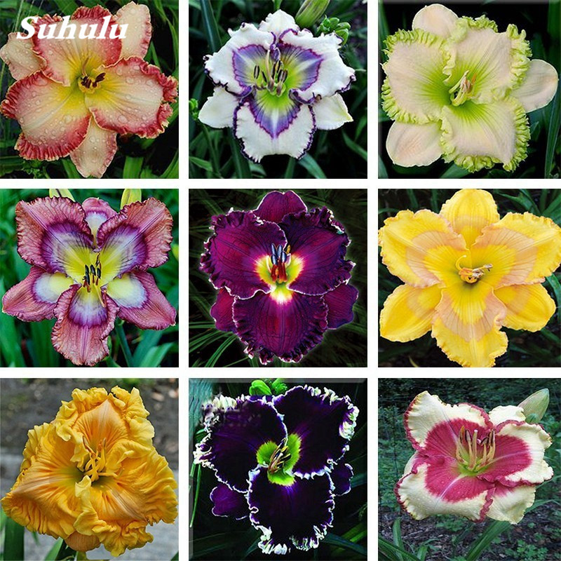 

Seeds!200 pcs/ bag Hybrid Daylily Flowers Bonsai Hemerocallis Lily Outdoor & Indoor Plant Home Garden Supplies for Flower Pot