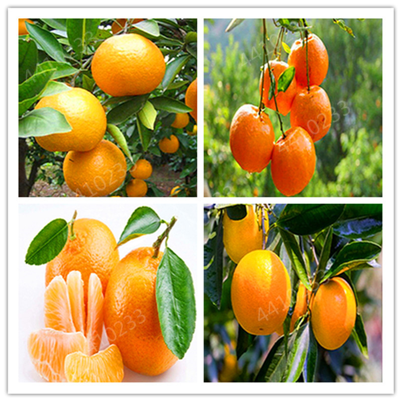 

Hot sale!50pcs Seeds Orange Dwarf BonsaiTree Organic Edible Fruit Bonsai High Survival Rate Citrus Plant Healthy Food Home Garden