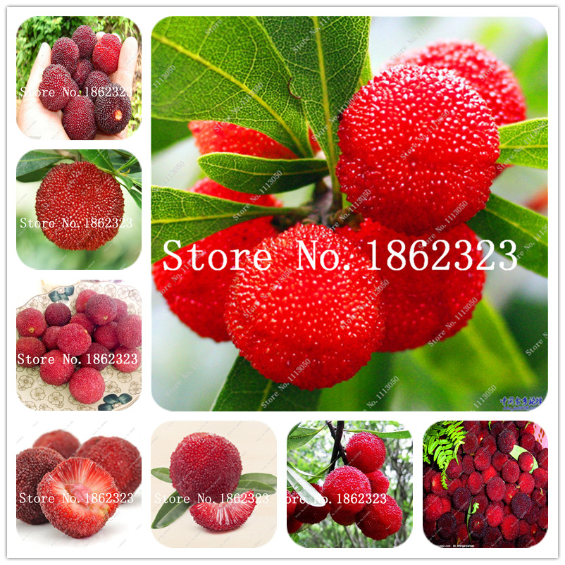 

20 pcs/bag Sweet Myrica rubra Bonsai plant seeds Rare organic exotic Tropical fruit tree edible fruit, Chinese Strawberry Tree Potted Plant