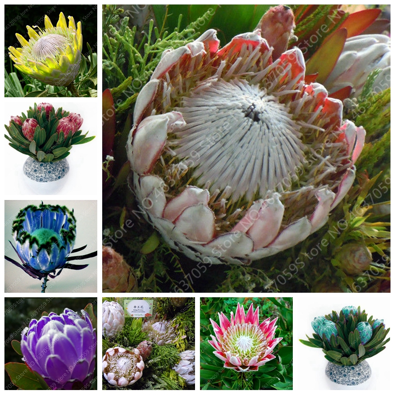 

100 pcs/ bag Fresh Rare Protea Cynaroides Bonsai Flower Exotic Indoor Flore Plants for Home Garden Planting Decor Easy Grow