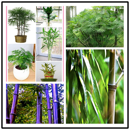 

50 pcs lucky bamboo plants bonsai seeds good luck plants vitality tenacious balcony living room home garden bonsai