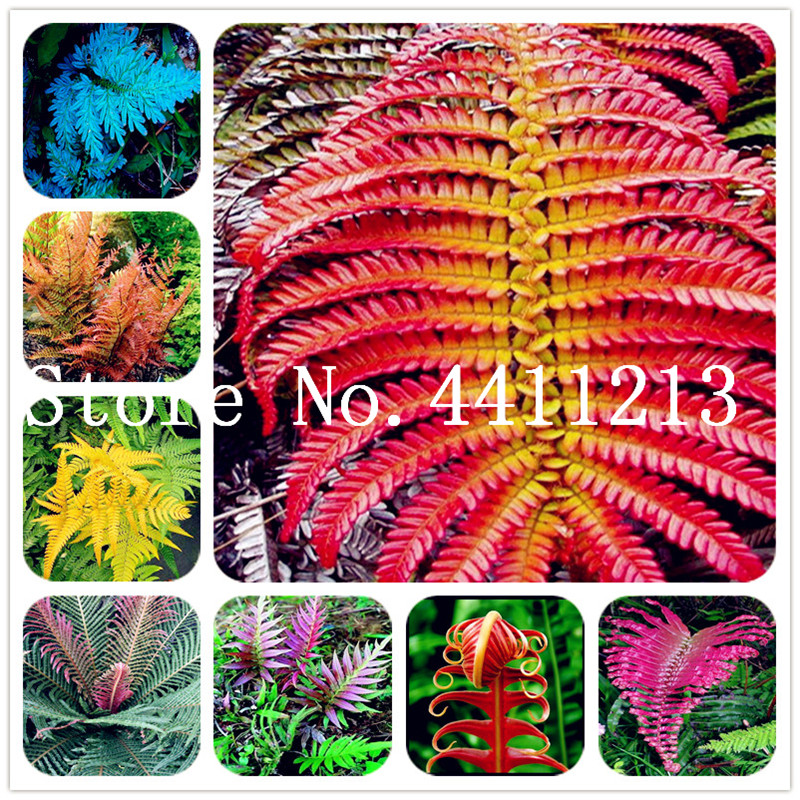 

Bonsai 200 Pcs Rare Bonsai plant seeds Mixed Colors Fern Perennial Herb Plants Bonsai Pot Flower Indoor Plant For Home Garden Easy Grow