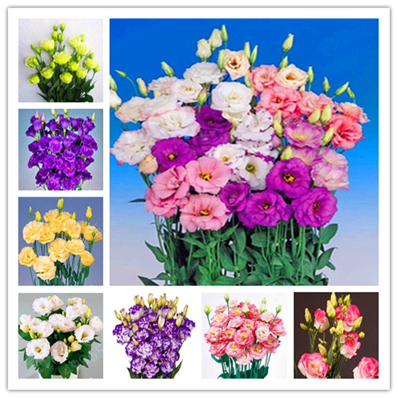 

100 pcs / bag,rare Eustoma flower, potted plant, Lisianthus flower plant, variety complete,the budding rate 95%, (Mixed colors)