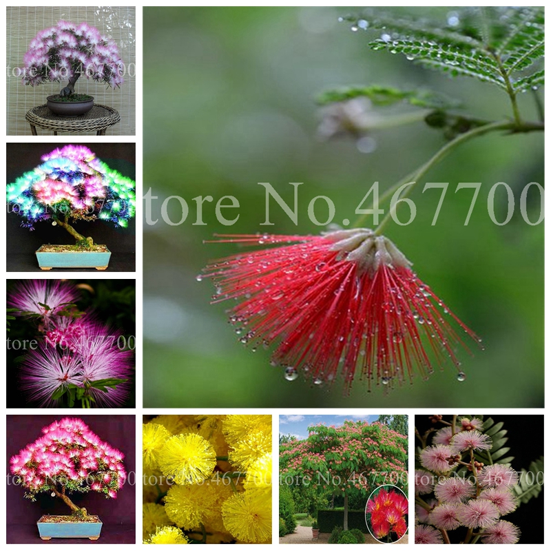 

20 pcs Seeds Bonsai Albizia Flower Bonsai Outdoor Blooming Mimosa Silk Tree For Flower Potted Plants Ornamental Plant For Home Garden