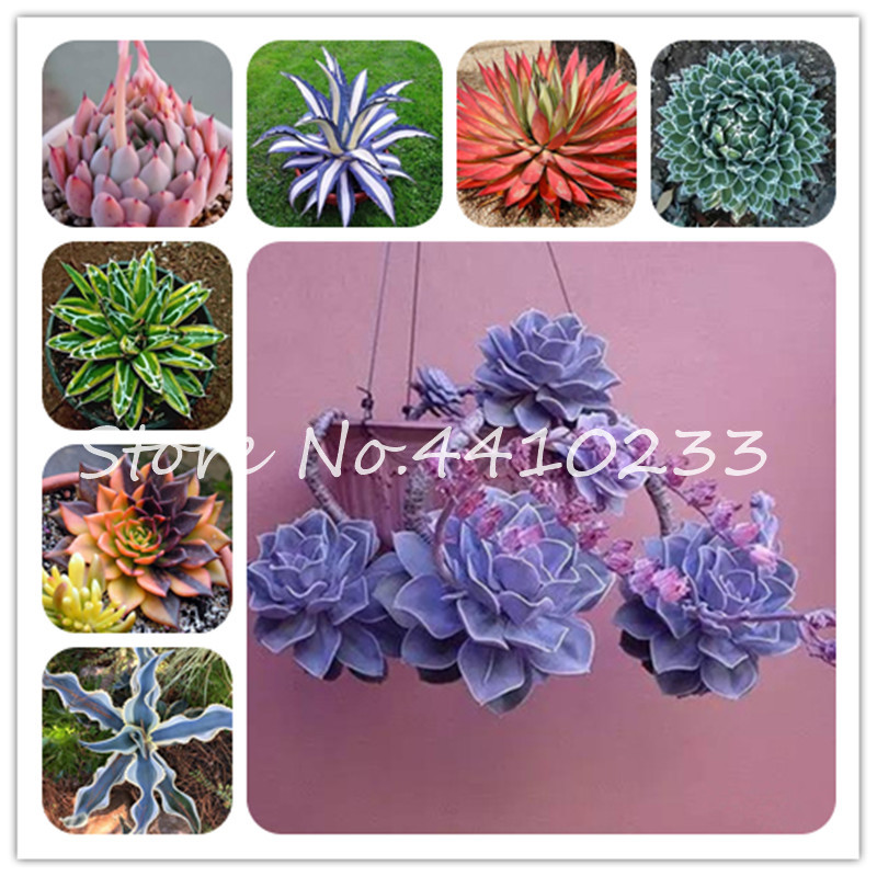 

200 Pcs/Bag Seeds Flower Agave Bonsai Plants Mixed Colors Rare Succulent Bonsai Perennial Flowering Agave Pot Plants Diy Home & Garden