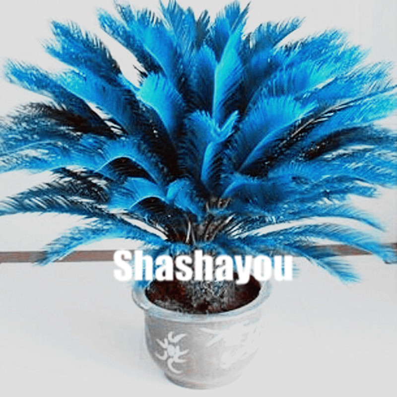 

Sale! 20 pcs bag Cycas Bonsai, Sago Palm Tree plant seeds, bonsai flower plant, the budding rate 97% rare potted plant for home garden