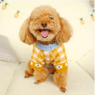 dog teddy bear online