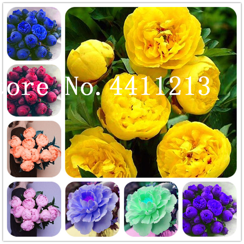 

Hot Sale 20 Pcs Peony Flower Bonsai plant seeds Garden And Potted Plants Paeonia Suffruticosa Tree, Peony Root Flower for Home and Garden