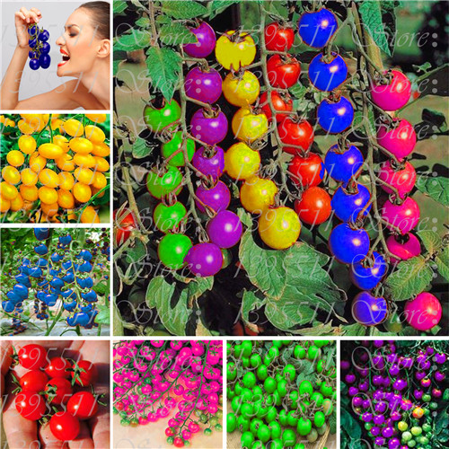 

24 kinds Nutritious Tomato Seed Rare Huge tomato seeds Bonsai Organic Vegetable fruit seeds Potted plant for Home & Gardens 100 Pcs