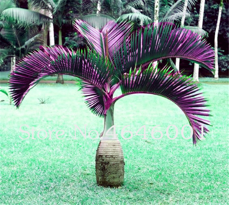 

50pcs Seeds Bottle Palm bonsai Exotic Lady Palm Indoor Plants Rhapis Excelsa DIY Home Garden Tree plants Air Purification Bonsai plant
