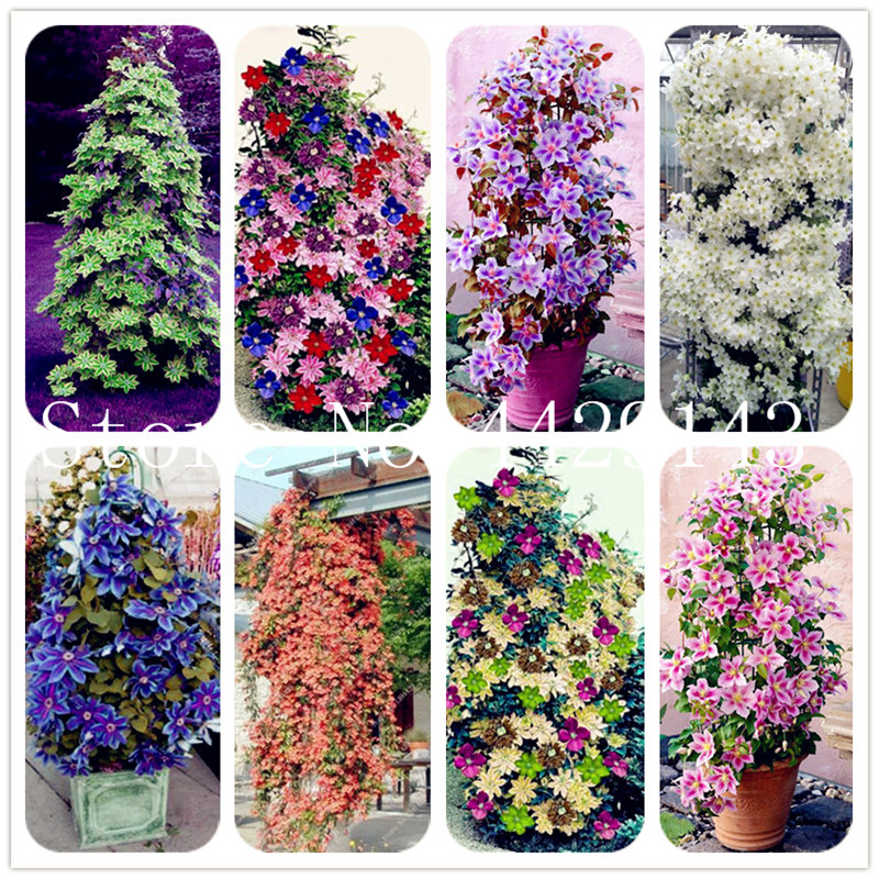 

200pcs Seeds Clematis Bonsai flower clematis vines bonsai flower climbing clematis plants for home garden Purify the Air