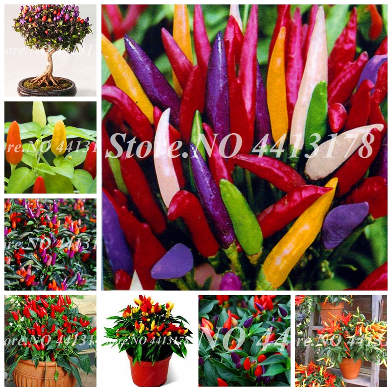 

Hot Sale! 200 Pcs Seeds Red Mini Pepper Bonsai Early Maturity Mini Vegetable Bonsai Heart Shape Chili For Mini Garden Flower Plants