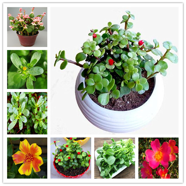 

100 Pcs Mixed Color Moss-Rose Purslane Double Flower Bonsai For Planting (Portulaca Grandiflora) Heat Tolerant Easy Growing