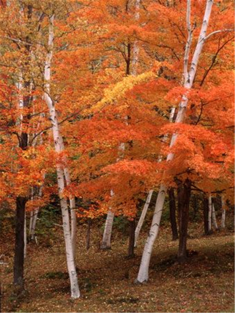 

100 Pcs seeds Bonsai White Birch Tree Rare Heirloom Sacred Tropic Garden Courtyard Flower Pot Easy Grow Decorative Landscaping Aerobic Potted Radiation Protection