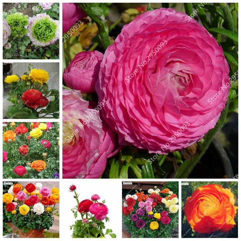 

Hot 300 Pcs/ bag Seeds Ranunculus Asiaticus Flower Bonsai For Home & Garden DIY Plants Indoor Persian Buttercup Flores Plant