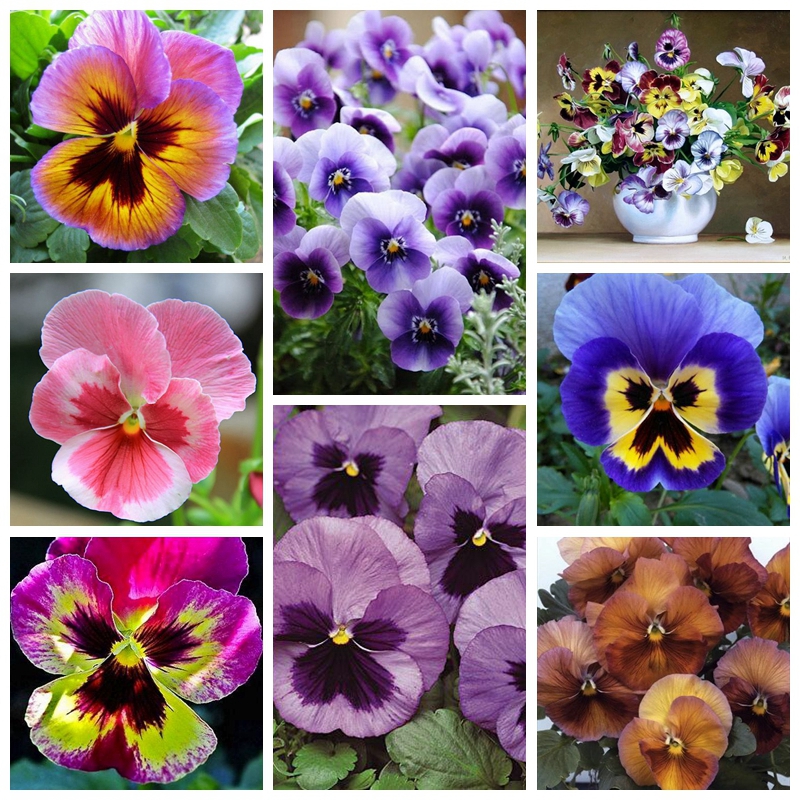 

Garden Plant Mixed Pansy Bonsai Plant 200 Pcs/ bag Seeds Flowers Colourful Pansy Bright & Beautiful Color Light Up Your Home Garden
