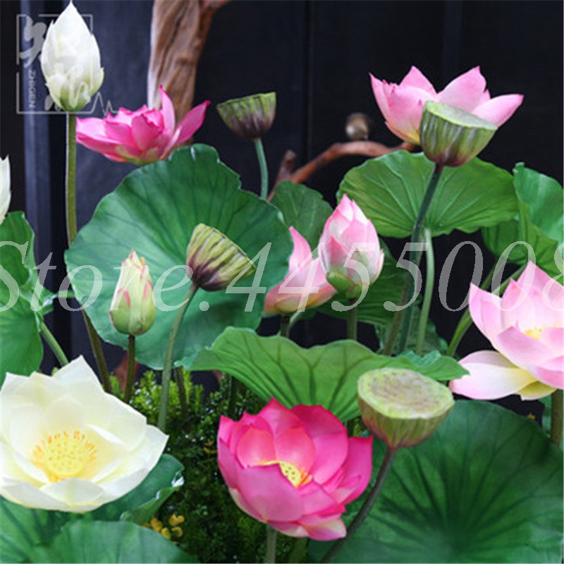 

5 Pcs/ bag Seeds Exotic Mini Bowl Lotus Plants Hydroponic Water Lily Plant Bonsai Flower Potted Plants For Home Garden Gift Easy Grow