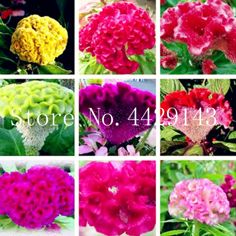 

300 pcs Mixed color Cockscomb bonsai, celosia spicata plant, bonsai flower plant Pure blue Cockscomb tree potted for home garden