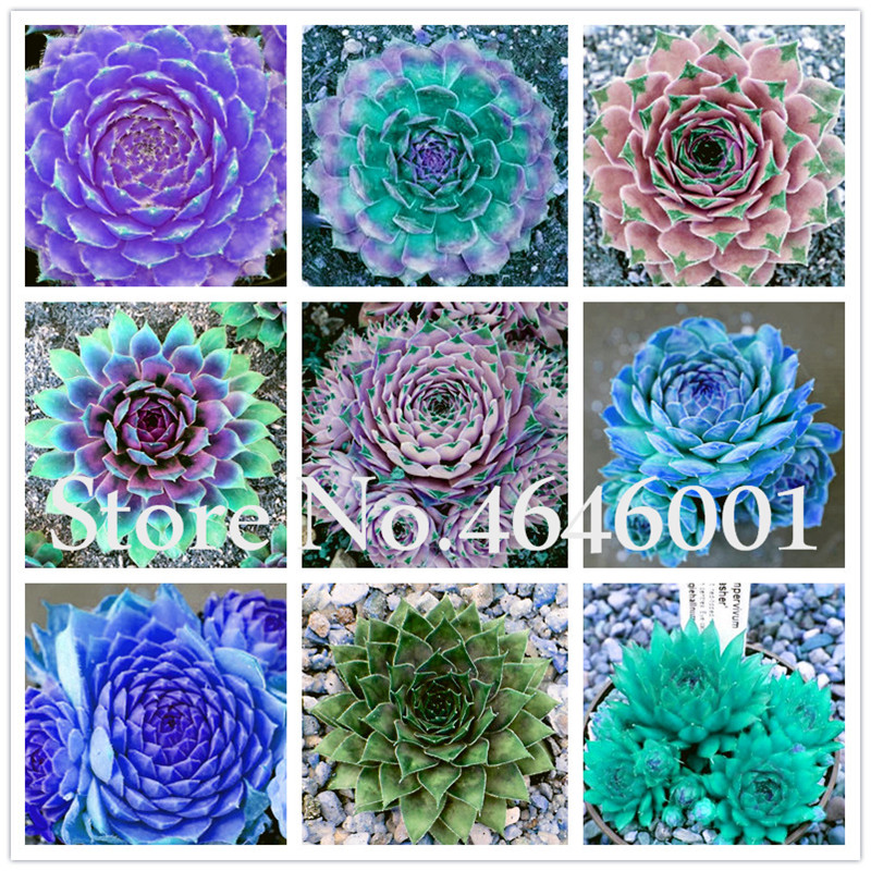 

Home Garden Plant 200 Pcs Rare Sempervivum Mix Succulent Plantas flowers Seeds for room,bonsai potted plants Ornamental Grass bonsai