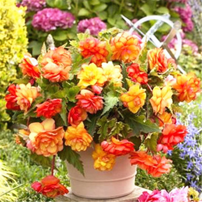 

120 Pcs/bag Beautiful Begonia,rare begonia seeds bonsai flower seeds flowers potted begonia plants for garden balcony Coleus seeds