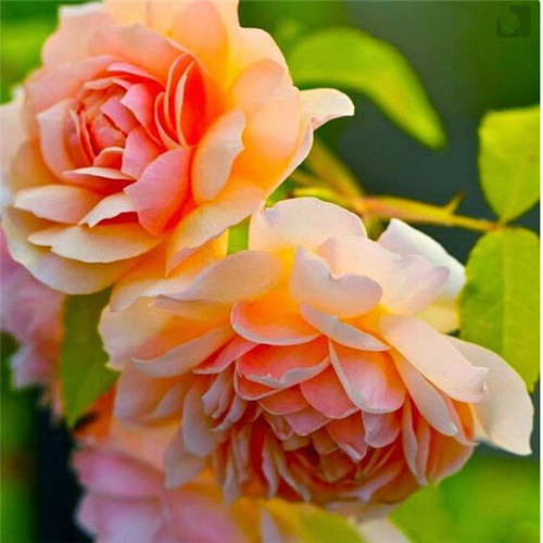 

Hot Sale Seeds! Flowers Potted gift, 10 Pcs Exotic Double Peony Bonsai Multicolor Peony Flower Bonsai plants for garden balcony decoration