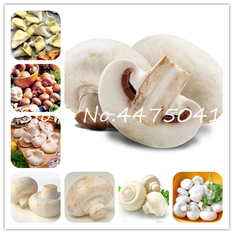 

200 pcs/bag Mushroom bonsai plant seeds Organic Funny Succlent Edible Health Vegetables bonsai For Happy Farm So Delicious Free Shipping