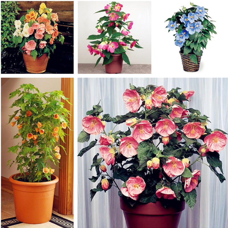 

100 pcs/bag Hibiscus flower seeds, giant bonsai hibiscus seed balcony potted flower seeds dwarf plant easy grow for home garden