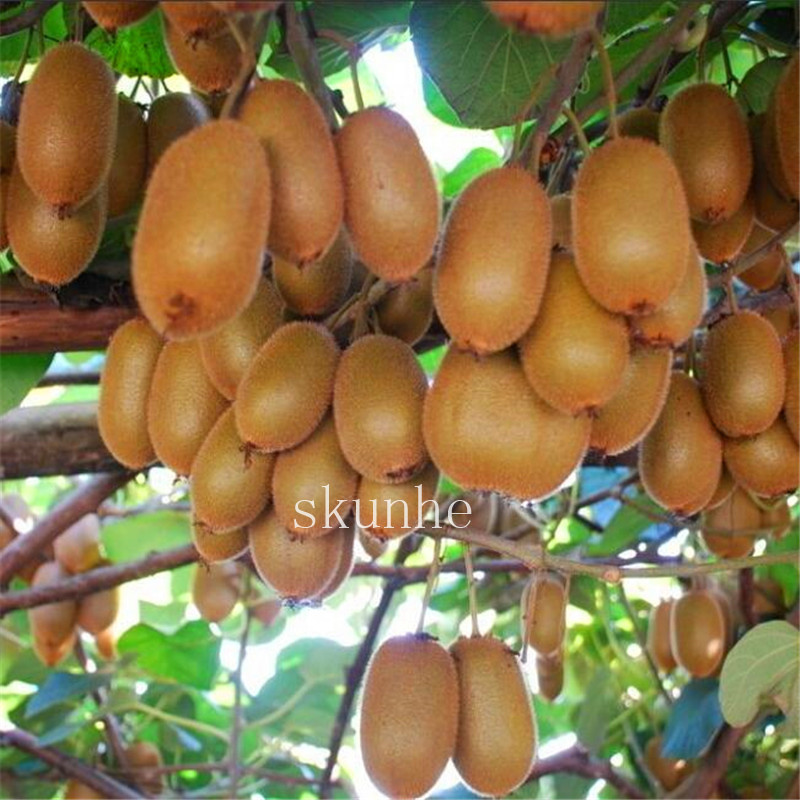 

300 Pcs Kiwi Fruit garden Balcony Fruit seeds Potted Bonsai flores Four Seasons Plants Survival rate over 97%DIY Home Garden easy to grow