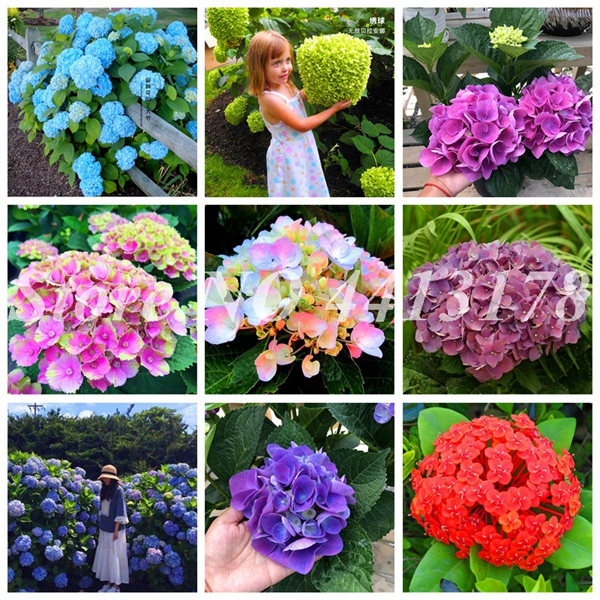 

20 pcs/ bag Natural Hydrangea Seeds Balcony Vanilla Perennial Potted Climbing Viburnum Flower Plant Bonsai for Home Garden Flower Pot Decor