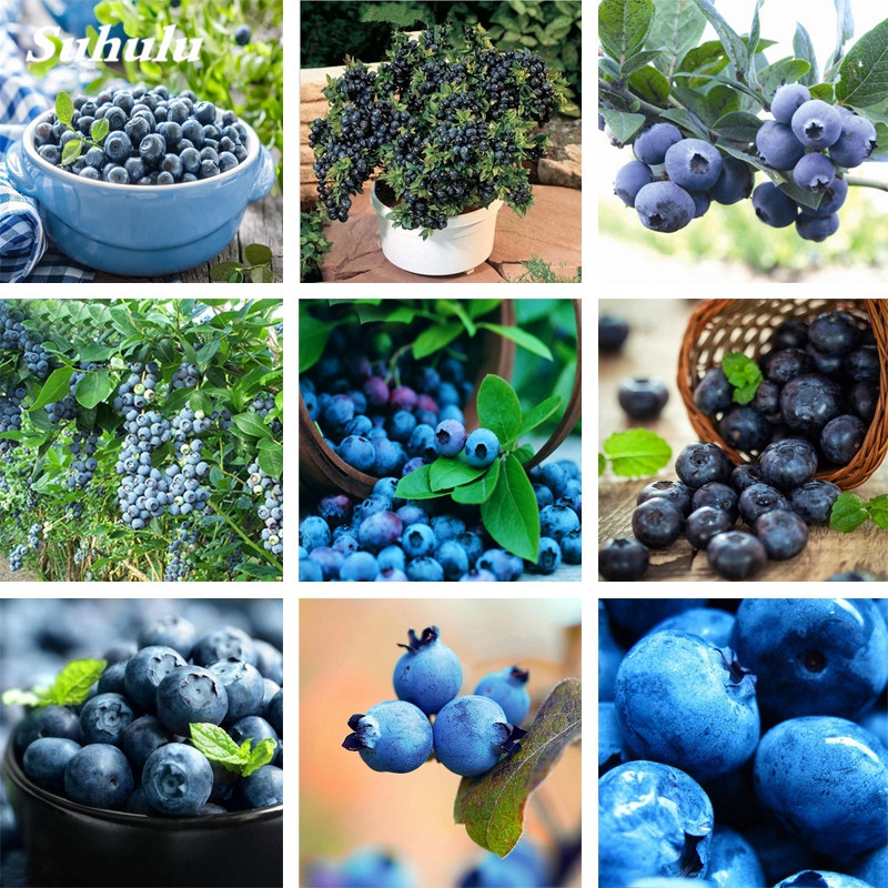

BlueBerry Bonsai 100 pcs Fruit Tree Highbush Blueberries DIY Countyard Bonsai plants for home & garden easy to grow plant Fruit seeds