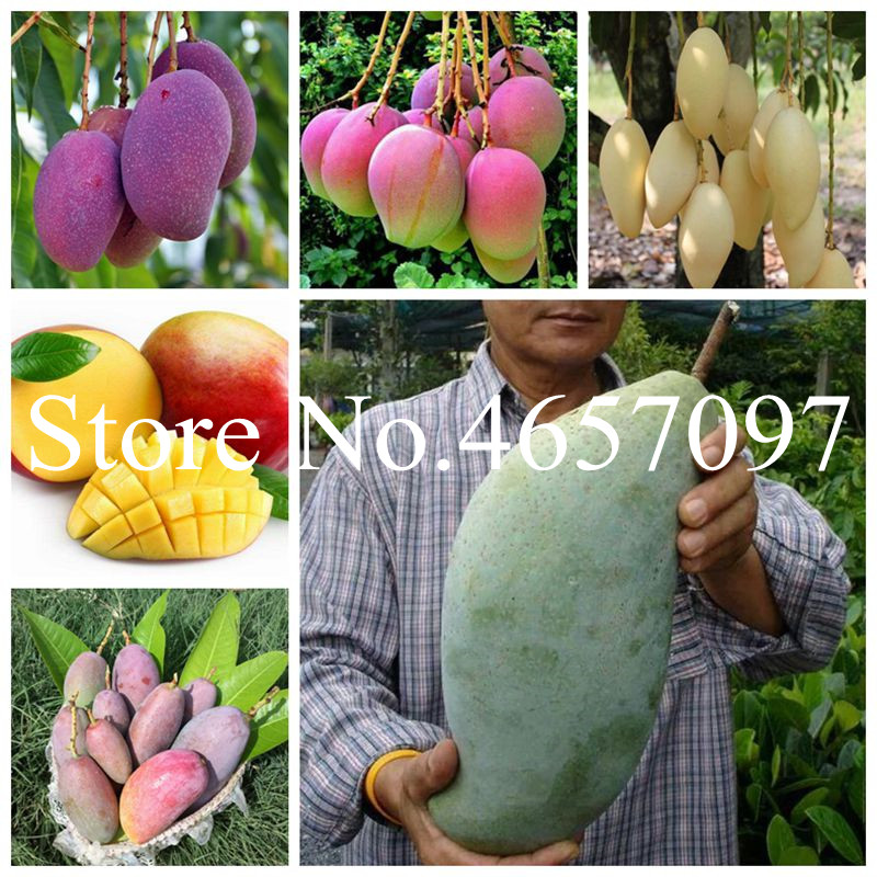 

2020 New Arrival 1pcs Mango Bonsai Fruits Bonsai Beautiful Tree plants Garden bonsai seeds dropshipping wholesale