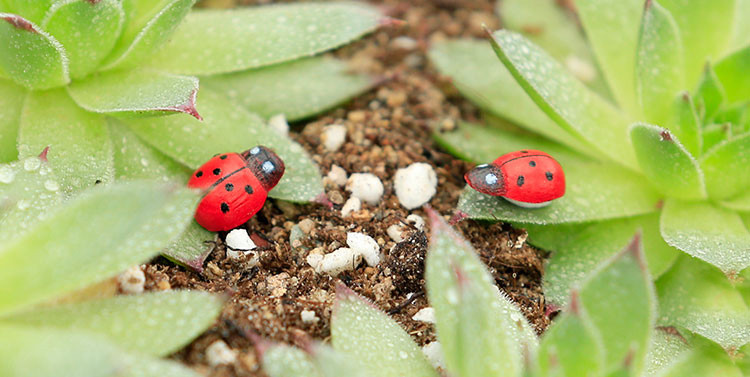 

artificial 10 PCS Lady beetle Ornament garden miniatures gnomes moss terrariums crafts figurines for home garden decor