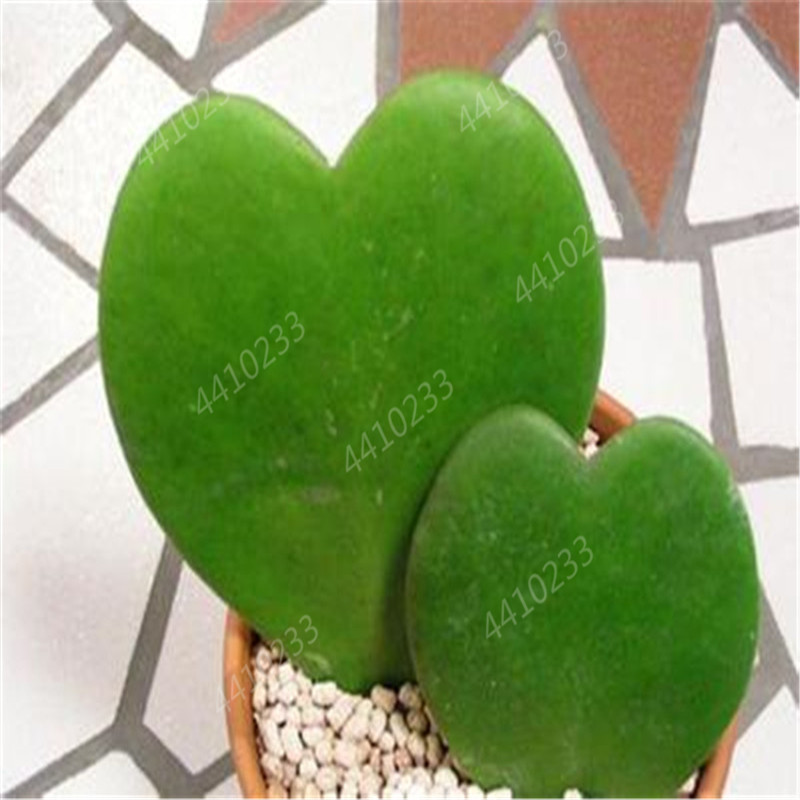 

100 pcs seeds / bag Rare Hoya Kerrii Bonsai Plant Outdoor & Indoor Perennial Novel Potted Succulent Planta for Home Garden Flower Pot Natural Growth Variety of Colors